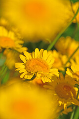 Obraz premium the golden marguerite on a wonderful blurred background