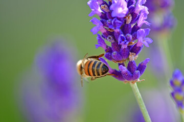 lavender, flower of the medicinal herb with bee