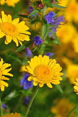 the golden marguerite on a wonderful blurred background