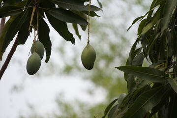 Mangoes Green with Laden Tree Mango tree on mangos green a branch its from hanging fruit mango...