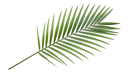 Naklejka premium Single Palm Frond Green Leaf On Black