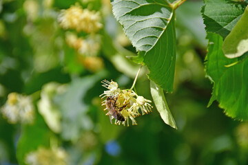 large-leaved lime tree, medicinal tree with flower and bee