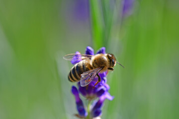 lavender, flower of the medicinal herb with bee