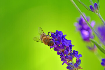 lavender, flower of the medicinal herb with bee
