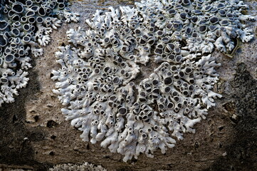 Lichen