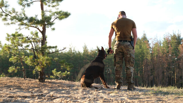 A man in military camouflage uniform walks through a pine forest with his Doberman dog. Soldier in summer