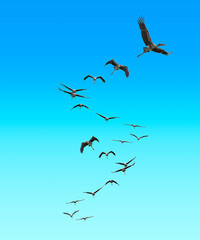 Free flying stork in the sky with no limits - an idea came to my mind when I see hornbill stork...
