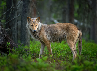 Grey wolf ( Canis lupus ) close up