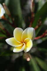 Obraz premium frangipani plumeria flowers