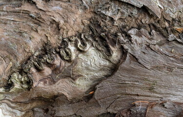 Curly Pattern on tree