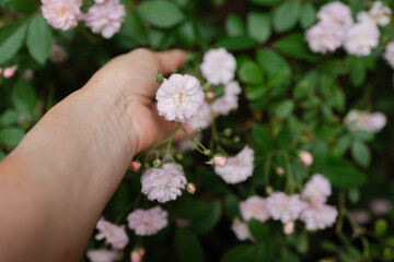 Hand gently reaching for pink flowers in a lush green garden during late spring afternoon light