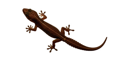 Naklejka premium Isolated Gecko