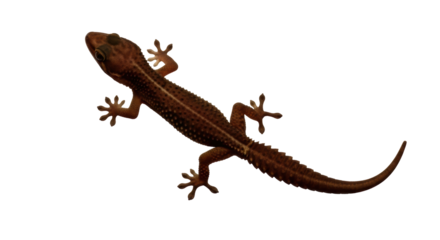 Isolated Gecko