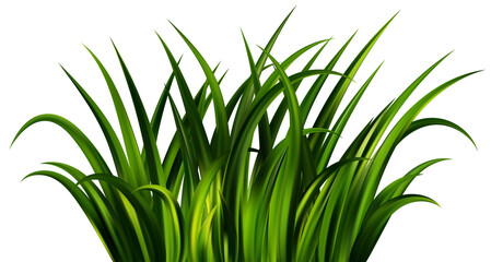 Green grass on field. Lawn plants. Realistic nature garden and meadow illustration. Long vegetation leaves border. Summer fresh foliage.