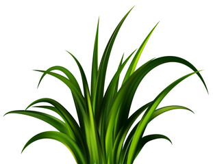 Green grass on field. Lawn plants. Realistic nature garden and meadow illustration. Long vegetation leaves border. Summer fresh foliage.