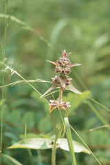 close up of a thistle