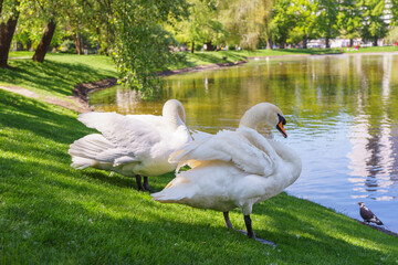 Two elegant swans standing on the lush green grass by calm lake in a city park background, during a...