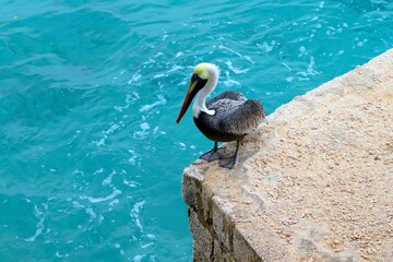 Brown pelican (Pelecanus occidentalis) on the concrete pier, azure ocean. Marine bird (Pelecanidae) on the sea shore. Aquatic animal on the jetty, travel photography.