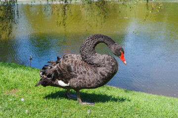 Graceful black swan with red beak standing on green grass by pond, with water reflections and other...