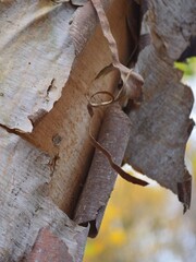 Peeling tree © John