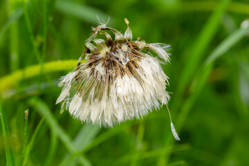 dandelion seed head