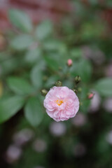 Obraz premium Delicate pink flower blooms amidst lush green foliage in a serene garden setting during a sunny day