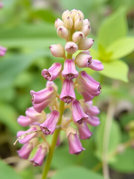 Common Figwort (Scrophularia nodosa). Flower Closeup