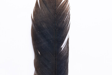 close up of feather