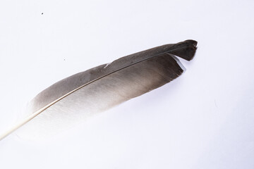 feather on white background