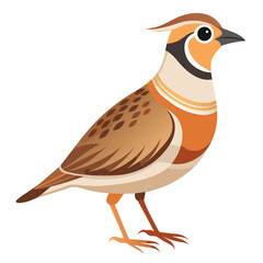 bird on a white background