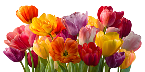 Vibrant collection of tulips in various colors and shapes, isolated on a transparent background, showcasing their unique beauty and grace in a stunning floral arrangement.