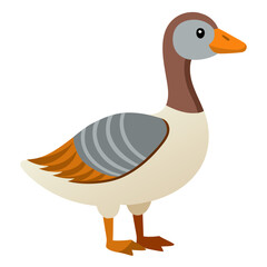 duck isolated on white