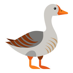 duck isolated on white © Roshida67576