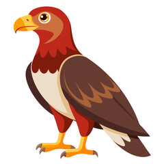 eagle vector illustration