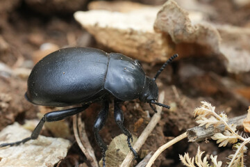 Closeup on the dark black colored large Gnaptor spinimanus beetle