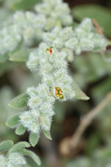 Closeup on the small Gray Rupturewort wildflower plant, Herniaria incana