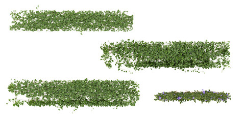 Set of Clematis,Cissus creeper plants isolated on transparent background from the top view