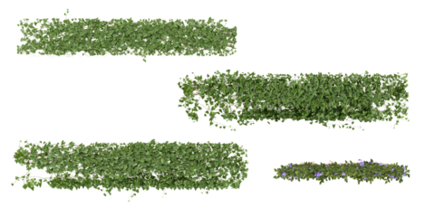 Set of Clematis,Cissus creeper plants isolated on transparent background from the top view