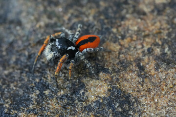 Closeup on a striking red colored Red-bellied Jumping Spider, Philaeus chrysops