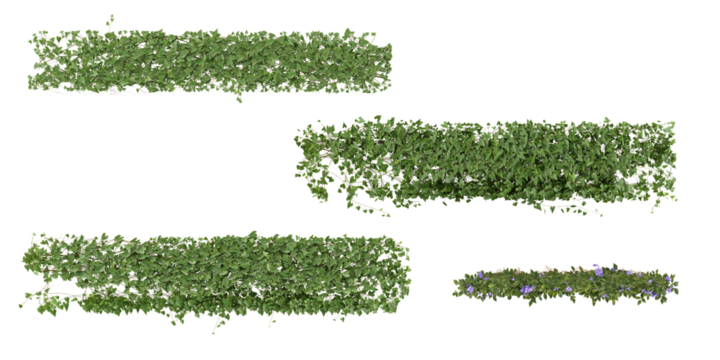 Set of Clematis,Cissus creeper plants isolated on transparent background from the top view