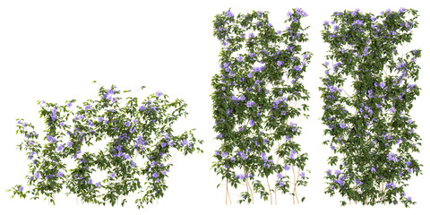 Set of Clematis creeper plants isolated on transparent background