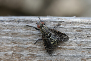 Closeup on a  black speckled Platystoma fly species sitting on a wooden fence
