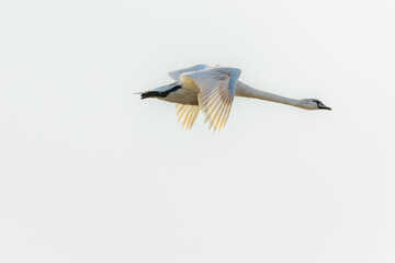A white swan in mid-flight with wings fully spread, soaring above a blurred seascape background under a soft, pale sky. Ample copy space.