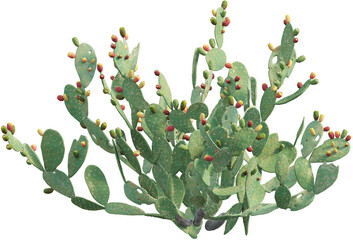 Side view of Indian fig opuntia - Opuntia ficus-indica © Matheus