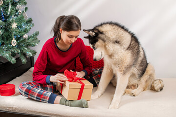 girl with her husky dog opening a Christmas gift by Christmas tree. Holiday joy and pet companionship concept.