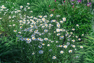 Beautiful white chamomile flowers growing and blooming in country garden. Matricaria daisy plants of the asteraceae family or compositae. Botanical collection of medicinal plants and herbal tea.