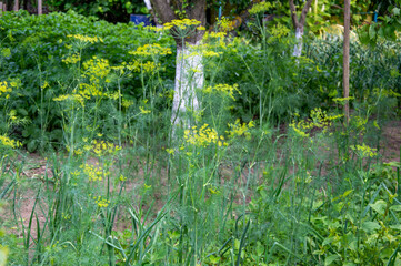 Vibrant dill plants grow tall in a lush garden filled with various greens under bright sunlight, showcasing nature's bounty in summer