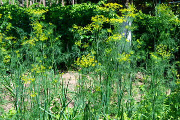 Tall dill plants display bright yellow flowers in a rich garden, thriving amidst vibrant green...