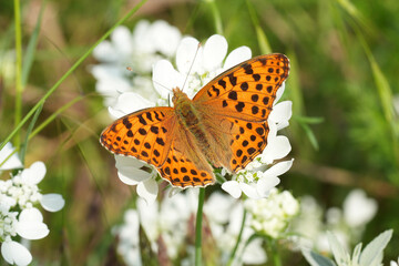 Closeup on a European Queen of Spain Fritillary butterfly, Issoria lathonia with spread wings