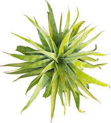 Top view of Aloe Alooides plant